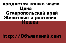 продается кошка чаузиF1 › Цена ­ 5 000 - Ставропольский край Животные и растения » Кошки   